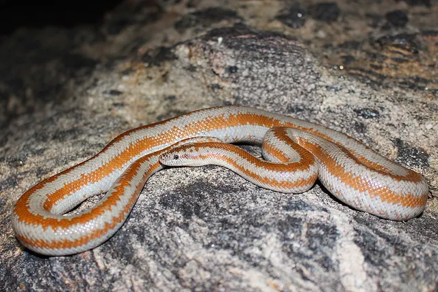 Lichanura