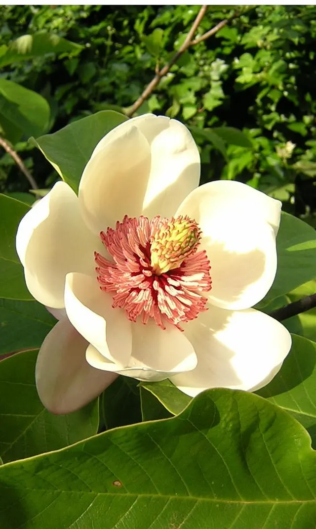 Magnoliids