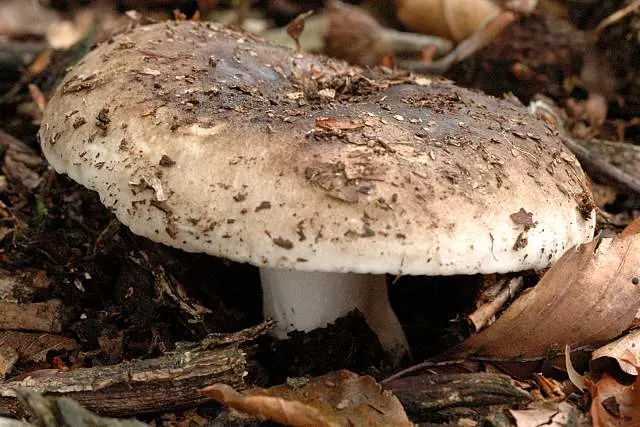 Russula adusta