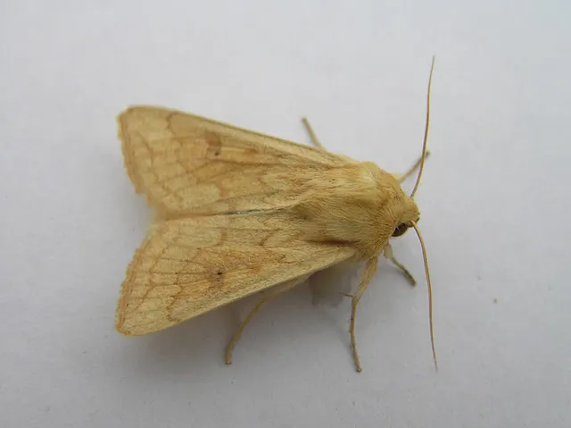 Mythimna vitellina