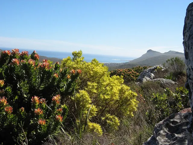 Fynbos