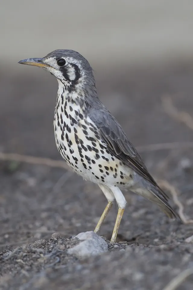 Thrush