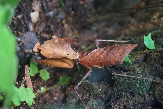 Dead leaf mantis