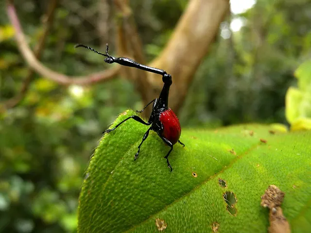 Giraffe weevil