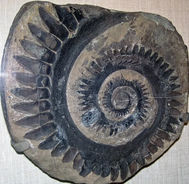 Helicoprion