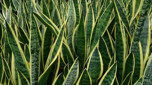 Dracaena trifasciata