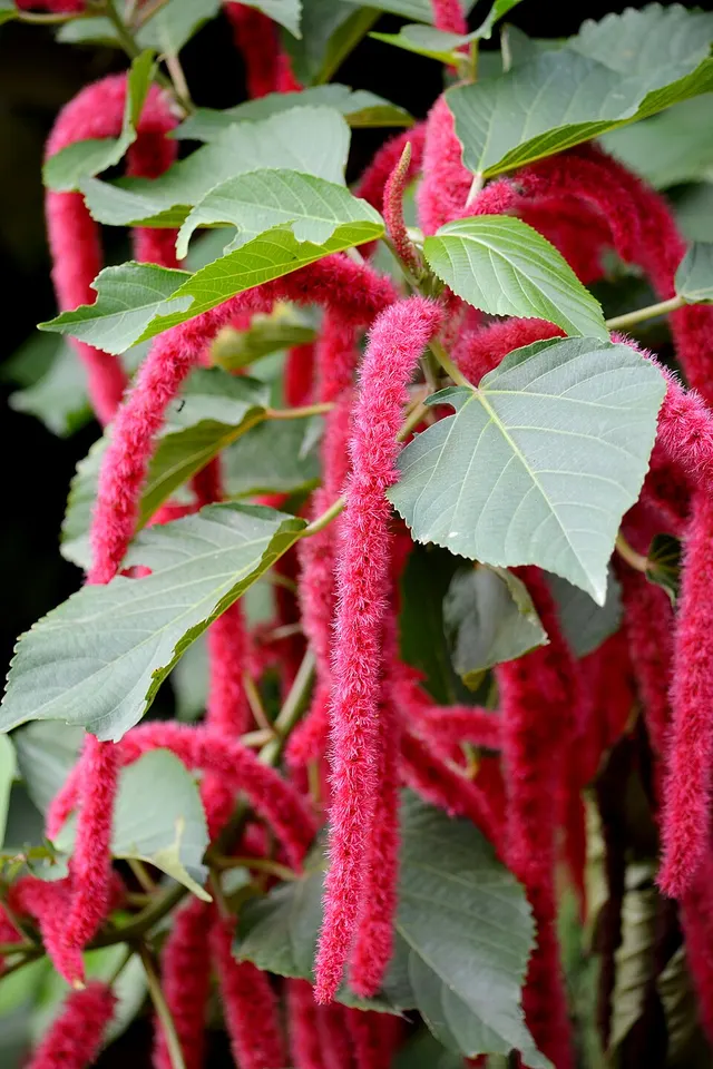 Acalypha