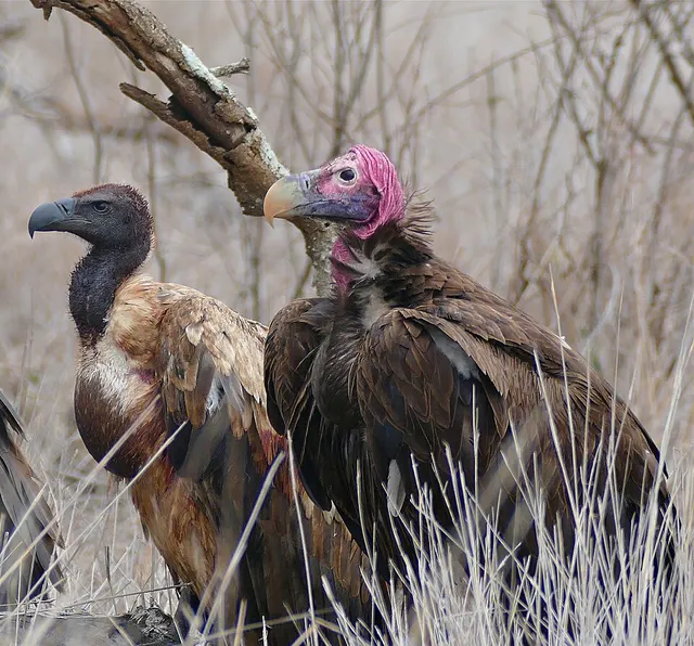 Old World vulture