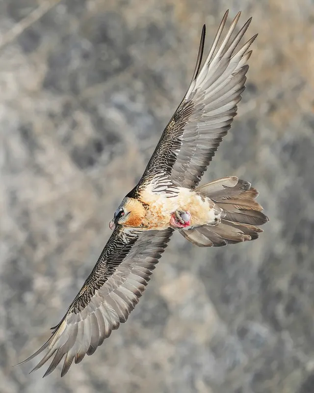 Gypaète barbu
