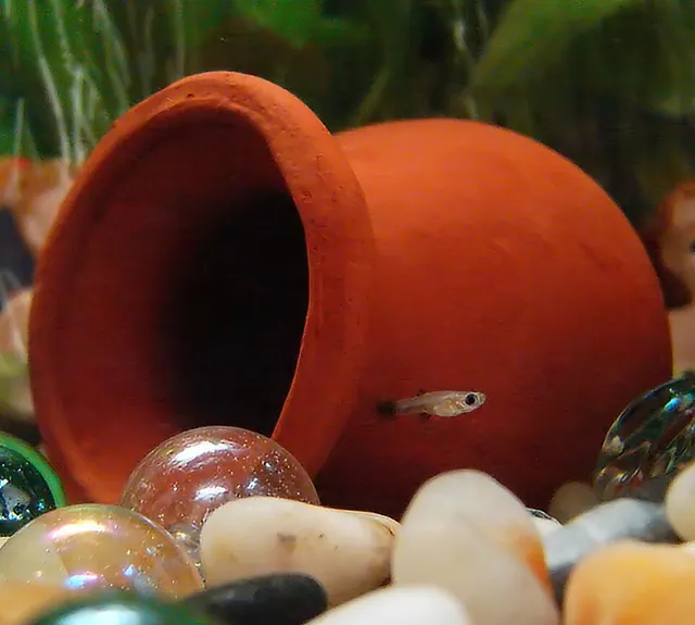 Poisson vivipare