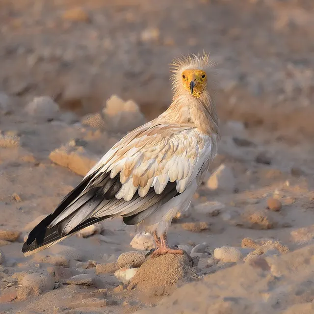 Vautour percnoptère