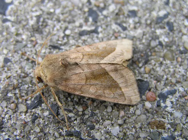 Hydraecia micacea