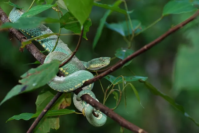 Bothrops bilineatus smaragdinus