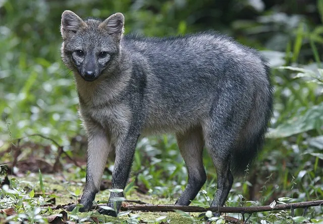 Renard Crabier
