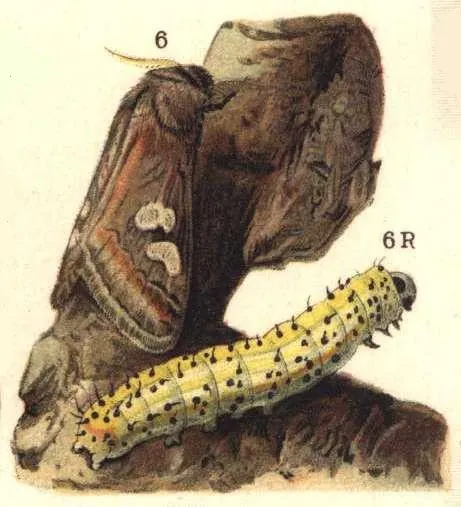 Double oméga