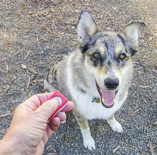 Classical conditioning