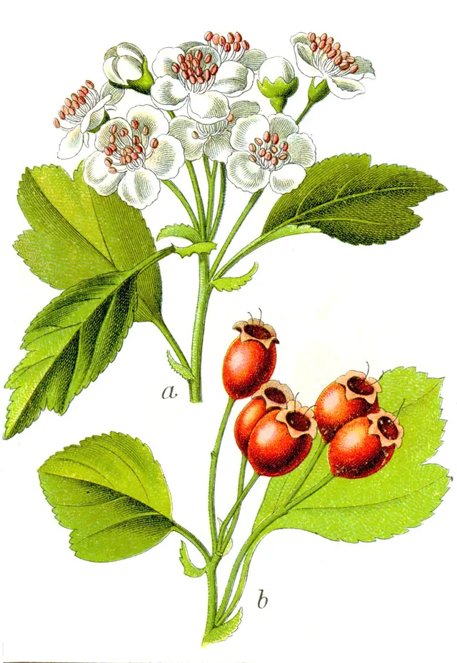 Crataegus oxyacantha