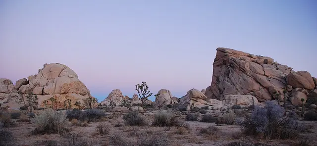 Parc national de Joshua Tree