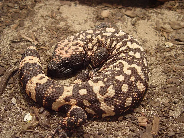 Gila monster