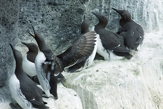 Guillemot