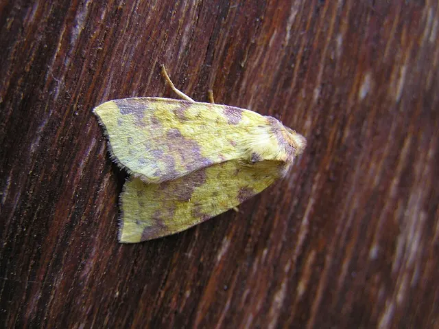 Xanthia togata
