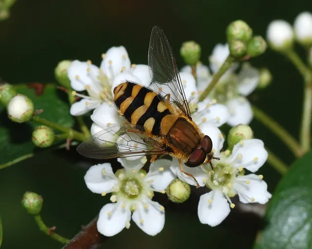 Syrphus ribesii