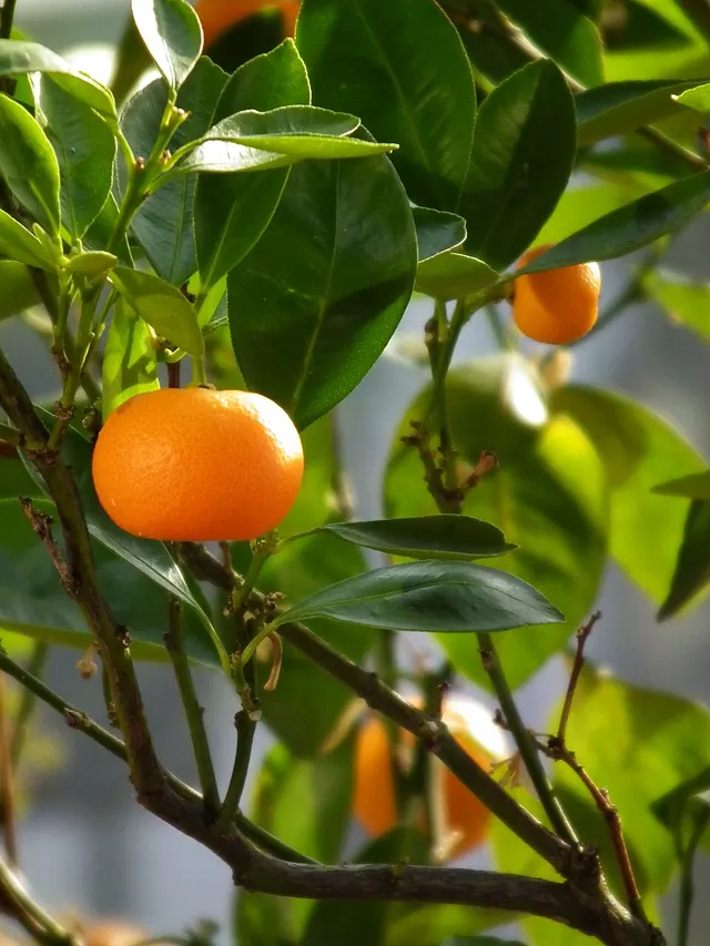 Mandarin orange