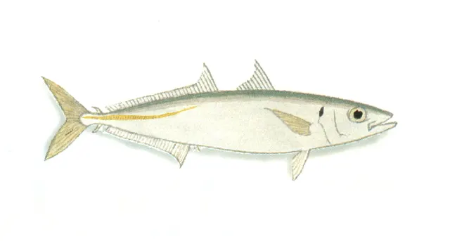 Mackerel scad