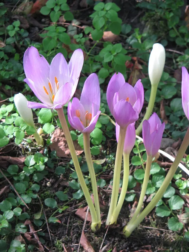 Colchicum