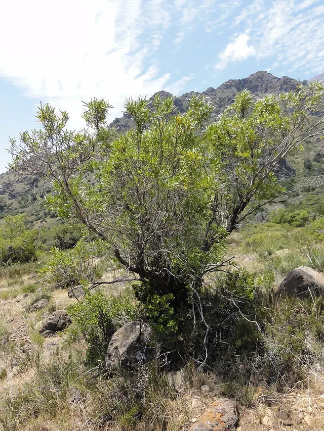 Kageneckia angustifolia