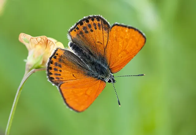Lycaena thersamon