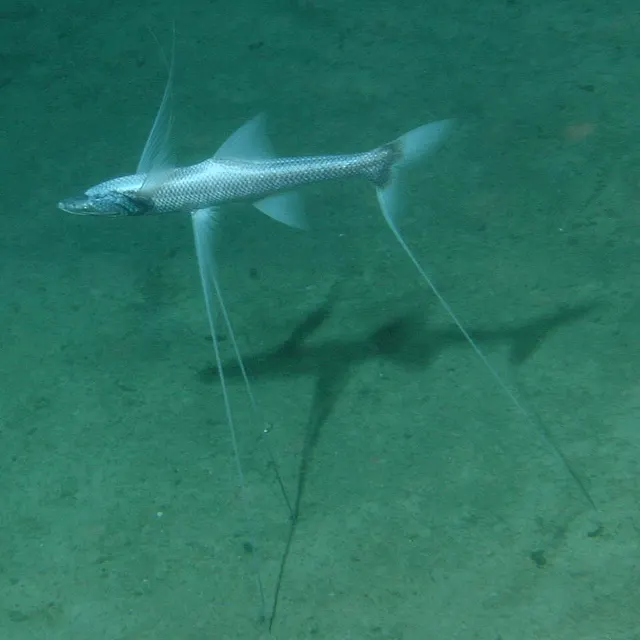 Poisson trépied