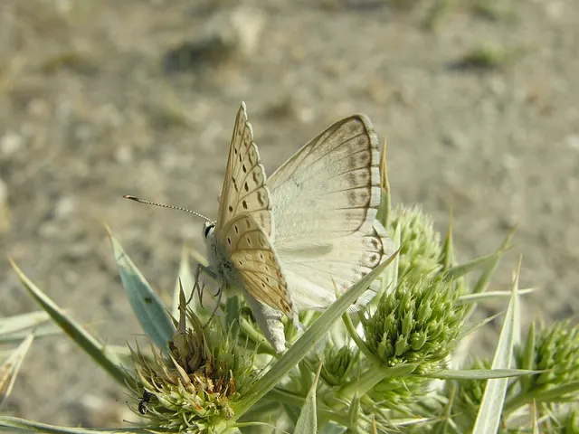 Lysandra albicans