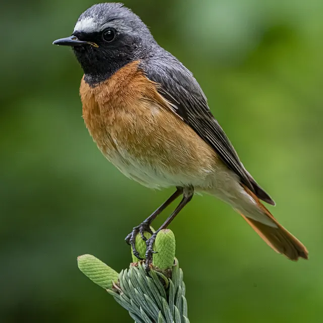 Common redstart