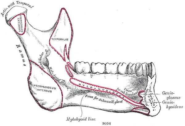 Pterygoid fovea