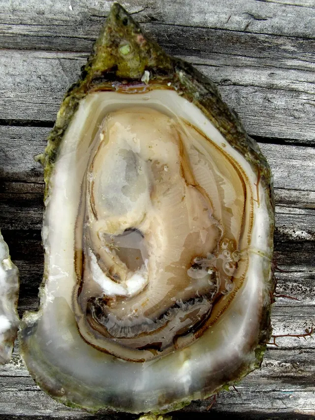 Ostrea conchaphila