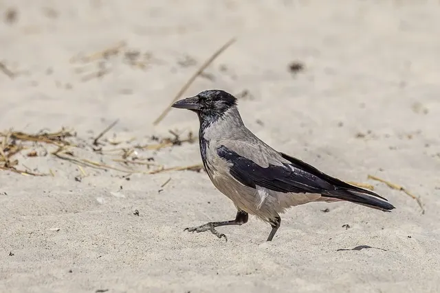 Hooded crow