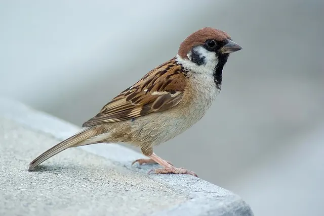 Moineau friquet