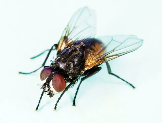 Housefly