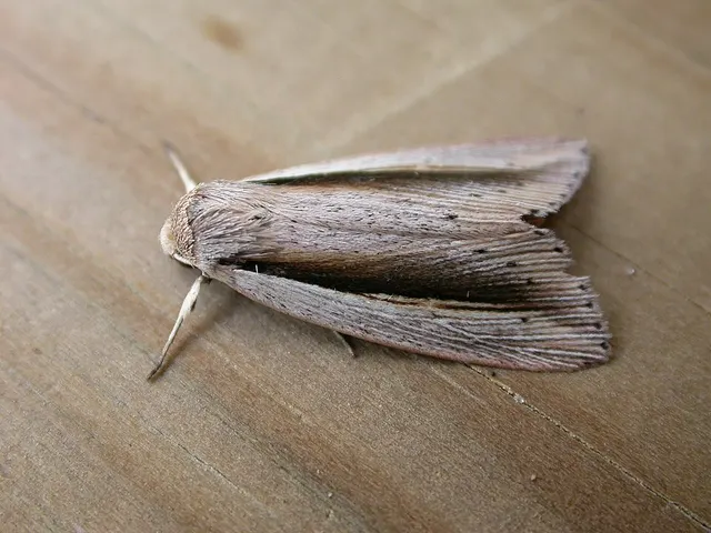 Senta flammea
