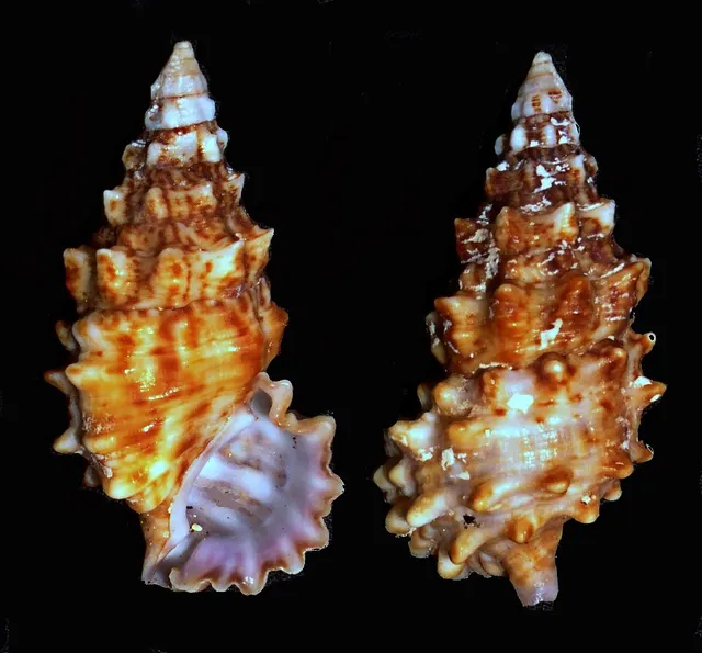 Cerithium