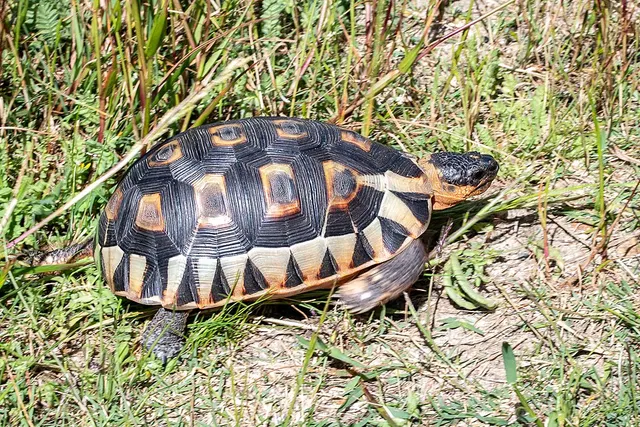 Angulate tortoise