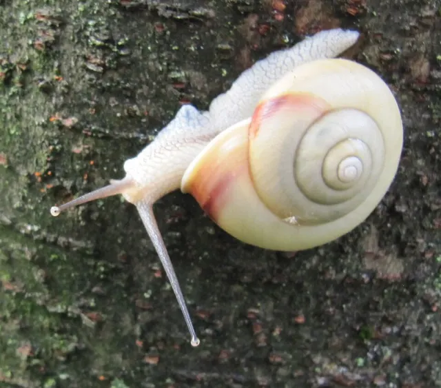 Euhadra amaliae
