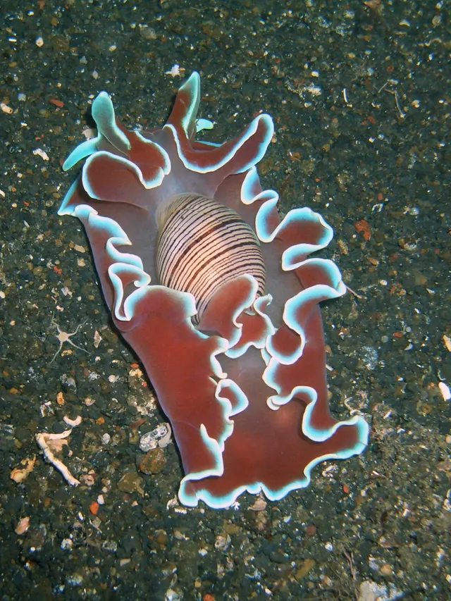 Hydatina