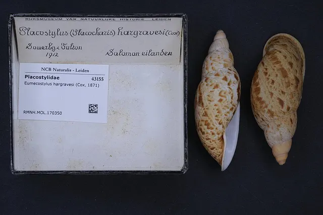 Bothriembryontidae