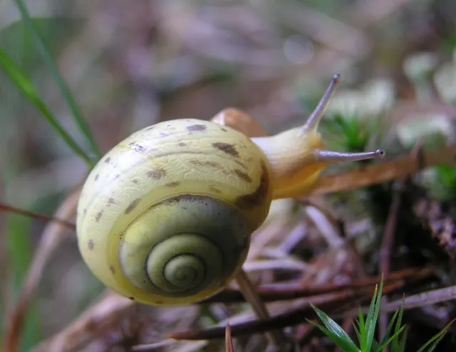 Fruticicola