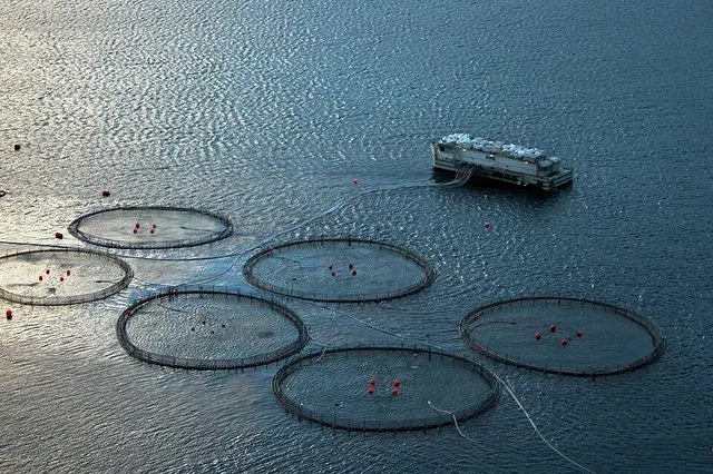 Mariculture