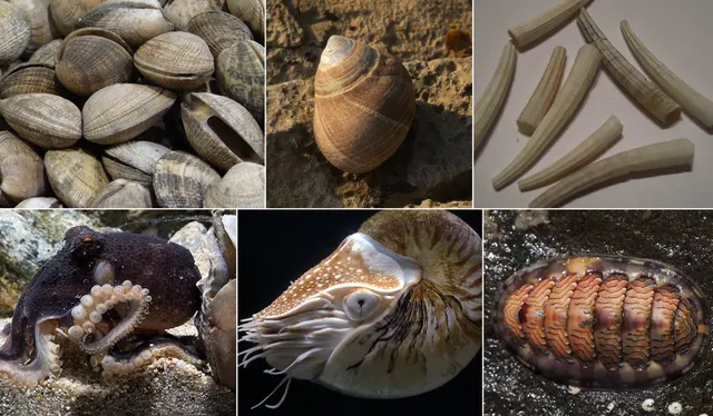 Mollusca
