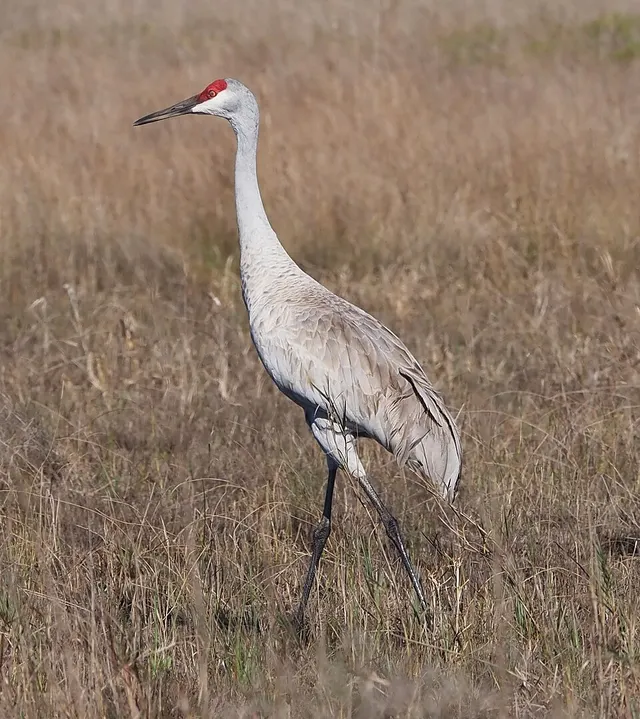 Crane