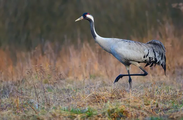 Gruiformes